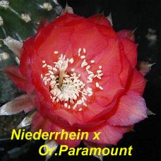 EP-H. Niederrhein x Or.Paramount.4.4.jpg 